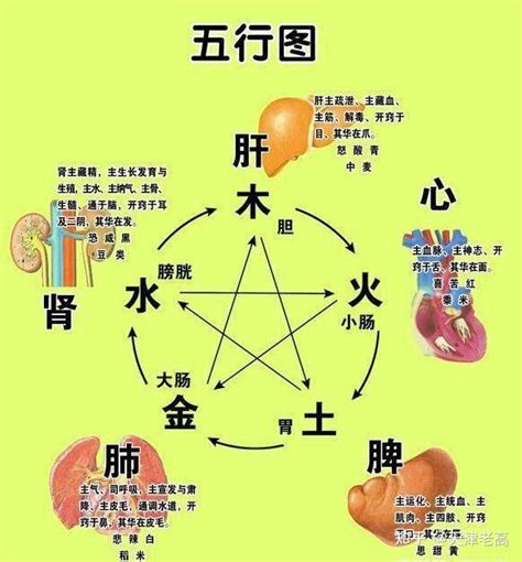 内脏五行|中医给五脏划分了五行属性，十分精准，古人是如何做。